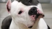 American staffordshire terrier: всичко за породата